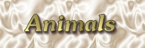 Animals Banner