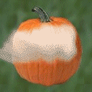 Happy Halloween Square